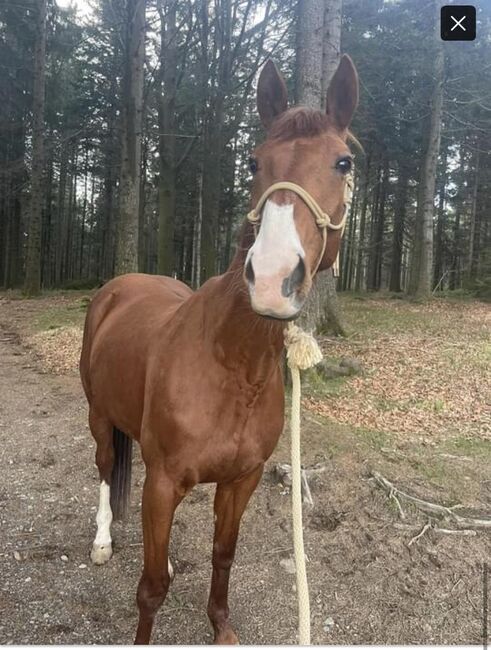 Französische Traberstute, Isabella, Horses For Sale, St Englmar , Image 8