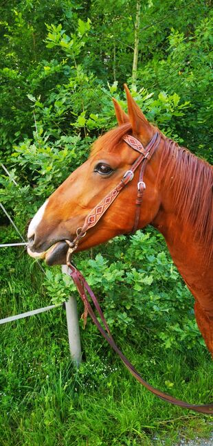 Französische Traber Stute/inkl. Zubehör, Frankl Marina, Horses For Sale, Straubing , Image 3