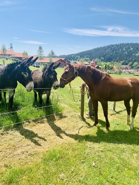 Französische Traber Stute/inkl. Zubehör, Frankl Marina, Horses For Sale, Straubing , Image 4