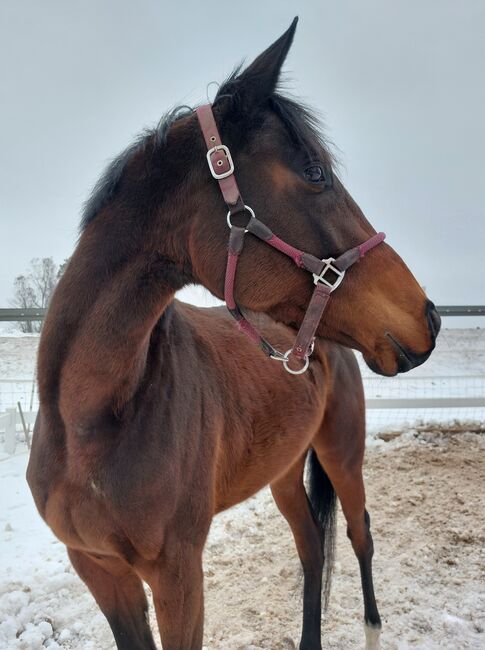 Französische Vollblutstute, Barbara Würtz, Horses For Sale, Naila OT Culmitz