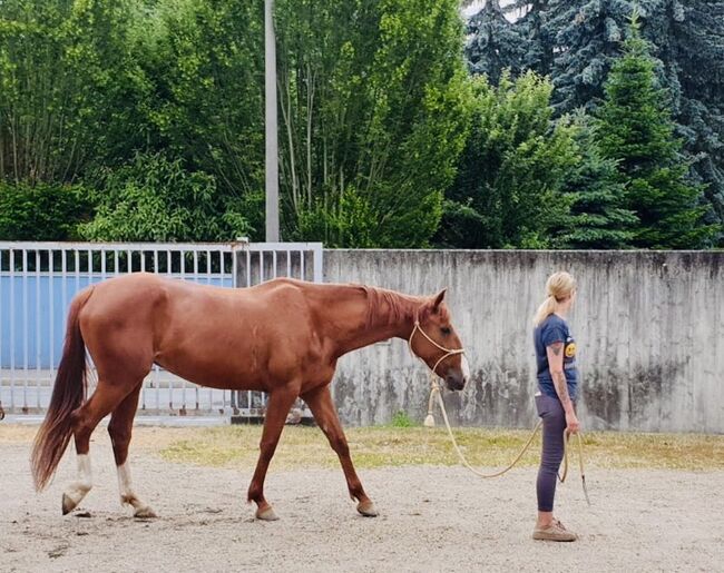 Französische Traber Stute/inkl. Zubehör, Frankl Marina, Horses For Sale, Straubing 