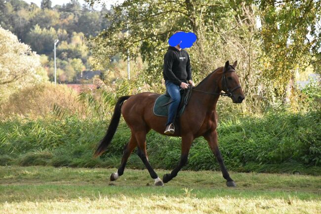 Französischer Traber Wallach 7 Jahre, Tanja, Pferd kaufen, Landau in der Pfalz, Abbildung 2