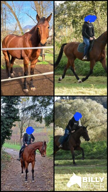 Französischer Traber Wallach 7 Jahre, Tanja, Pferd kaufen, Landau in der Pfalz, Abbildung 8