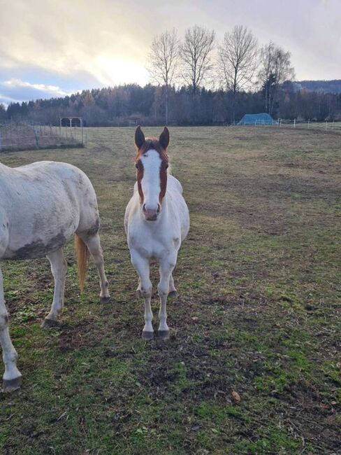 Freckles Daisy Gun, Richard Maier, Horses For Sale, MARIAHOF