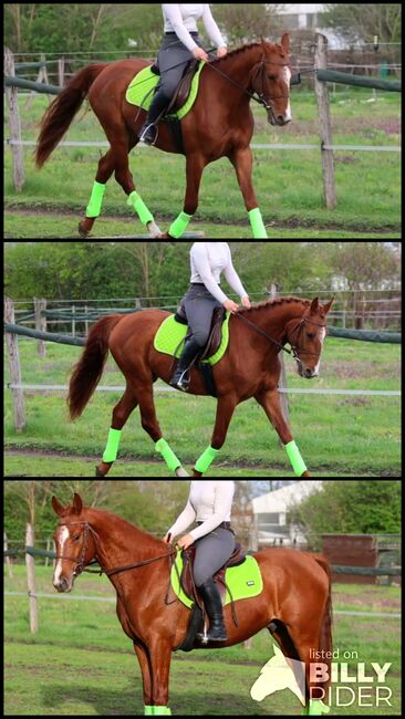 Freddy kinderpferd, Károly , Horses For Sale, Kecskemét , Image 4