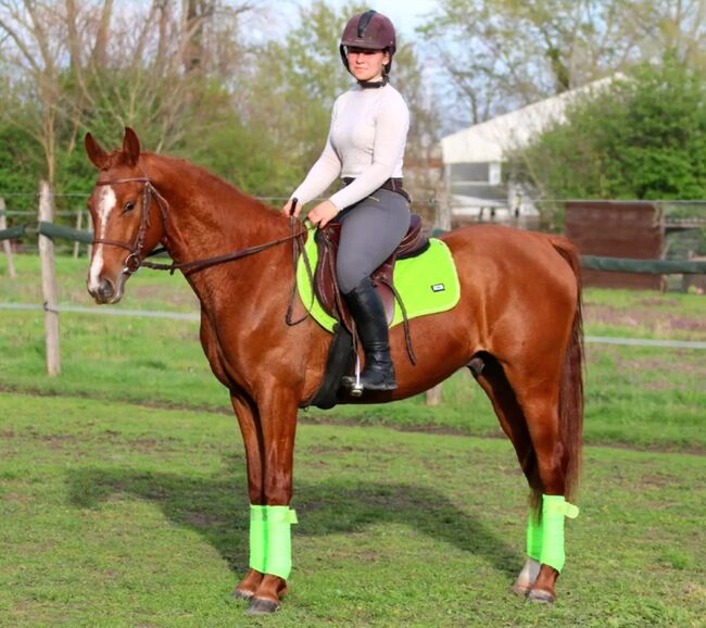 Freddy kinderpferd, Károly , Horses For Sale, Kecskemét , Image 3