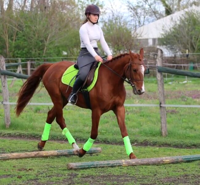 Freddy kinderpferd, Károly , Horses For Sale, Kecskemét 