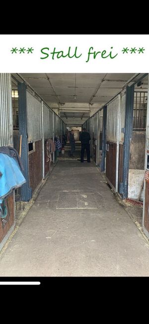 Freie Boxen, Claudia, Horse Stables, Mühlenberge, Image 7