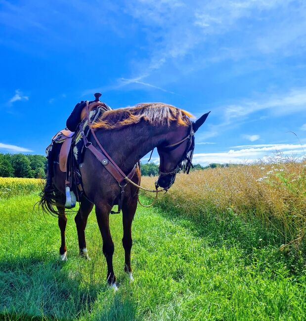 Freizetpferd, Gony  (Gone with the Rain  ), Horses For Sale, Rothenburg Ob der Tauber