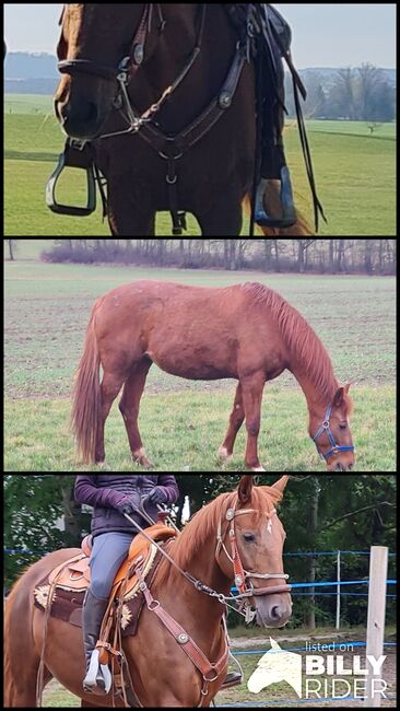 Freizetpferd, Gony  (Gone with the Rain  ), Horses For Sale, Rothenburg Ob der Tauber, Image 5