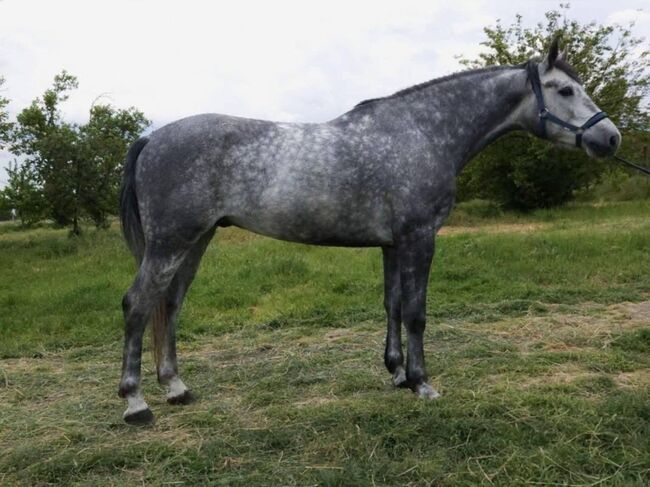 Freizetpferd, Jozsef, Horses For Sale, Békés
