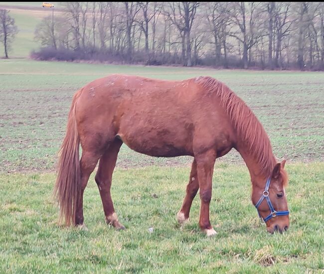 Freizetpferd, Gony  (Gone with the Rain  ), Horses For Sale, Rothenburg Ob der Tauber, Image 2