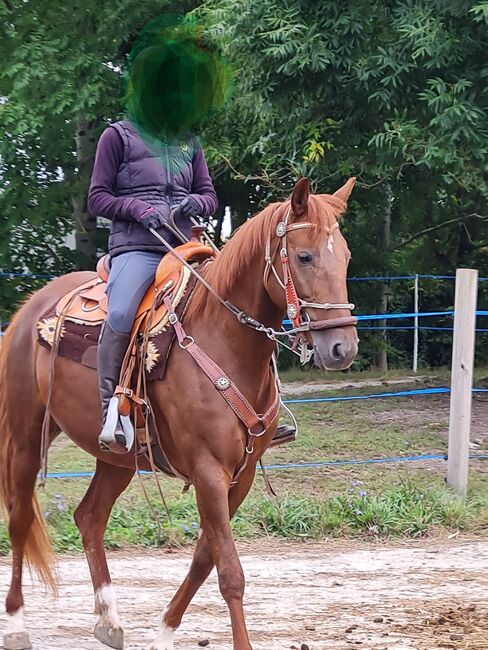 Freizetpferd, Gony  (Gone with the Rain  ), Horses For Sale, Rothenburg Ob der Tauber, Image 3