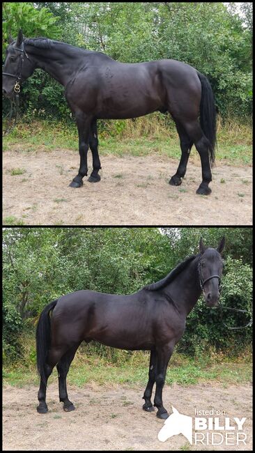 Freizetpferde, Jozsef, Horses For Sale, Békés, Image 3