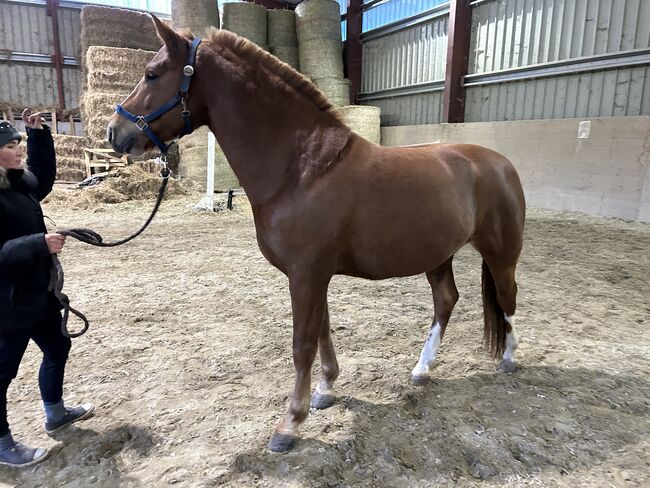 Freiberger Wallach, 5 Jahre, Fuchs, Eros du Rotze, Horses For Sale, Nussbaumen, Image 6