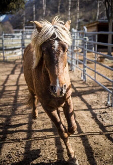 Freiberger - Isländer Mix Wallach, Annalena Schnyder, Horses For Sale, Gampel, Image 2