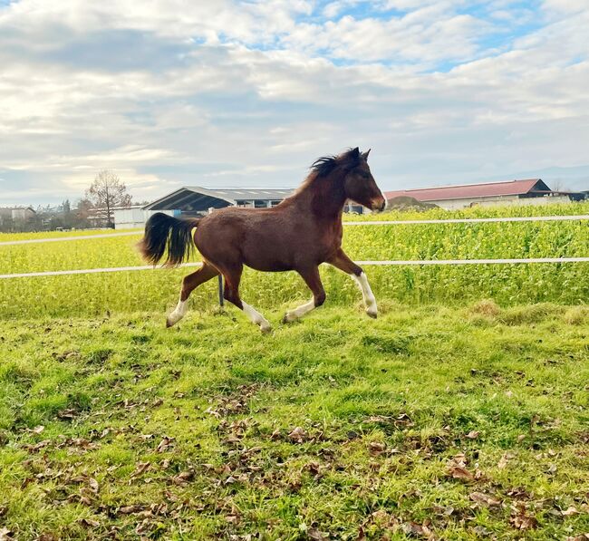 Freiberger, Sarah Mistlbauer , Konie na sprzedaż, Ornding