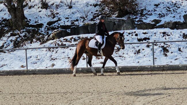 Freibergerstute zum Verkauf, Matianne, Horses For Sale, St. Silvester