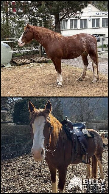 Freibergerstute zu verkaufen, Tamara, Horses For Sale, Tecknau, Image 3