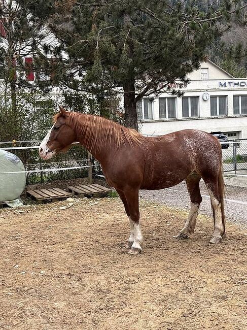 Freibergerstute zu verkaufen, Tamara, Horses For Sale, Tecknau