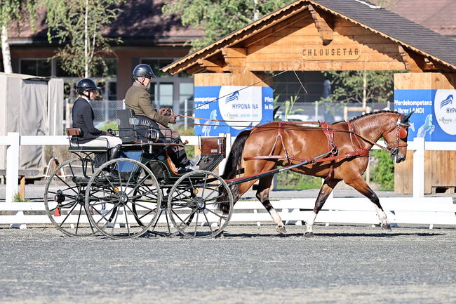 Freibergerstute, Sibylle , Horses For Sale, Mühledorf , Image 4