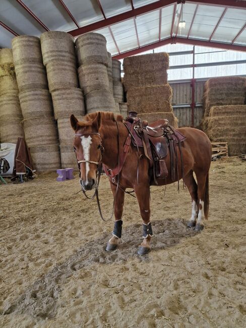 Freiberger Wallach, 5 Jahre, Fuchs, Eros du Rotze, Horses For Sale, Nussbaumen, Image 2