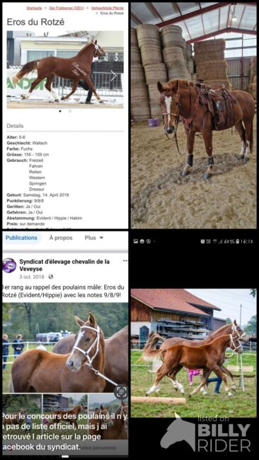 Freiberger Wallach, 5 Jahre, Fuchs, Eros du Rotze, Horses For Sale, Nussbaumen, Image 8