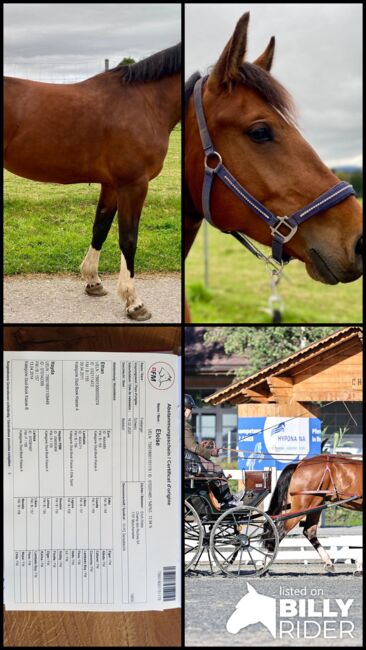 Freibergerstute, Sibylle , Horses For Sale, Mühledorf , Image 5