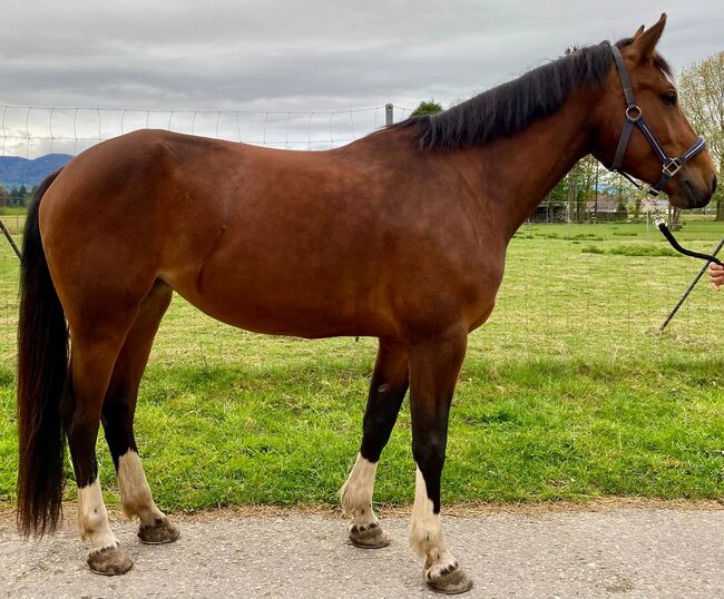 Freibergerstute, Sibylle , Horses For Sale, Mühledorf 