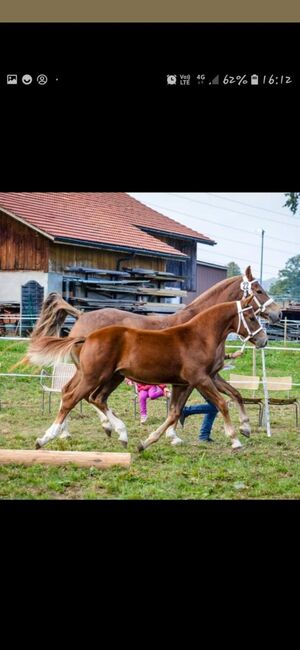 Freiberger Wallach, 5 Jahre, Fuchs, Eros du Rotze, Horses For Sale, Nussbaumen, Image 4