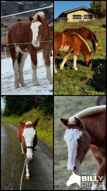 Freiberger Wallach Jährling, Rachel Hildbrand, Horses For Sale, Brig, Image 9