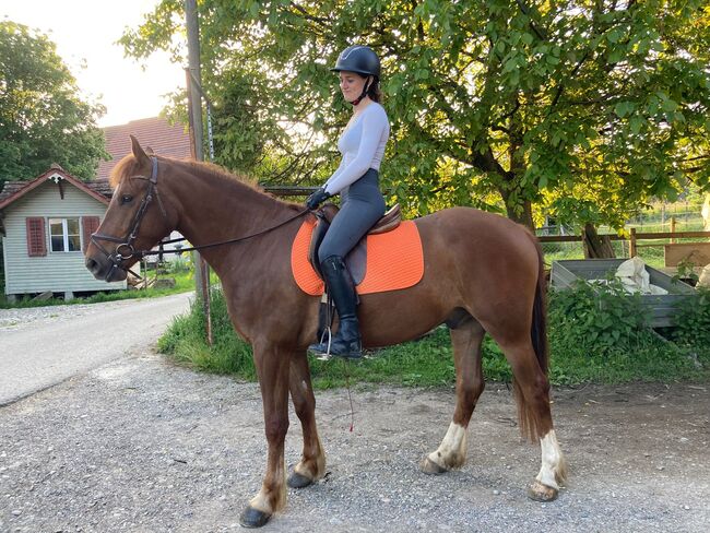 Freibergerwallach zu verkaufen, Familie Fischer, Horses For Sale, Volketswil