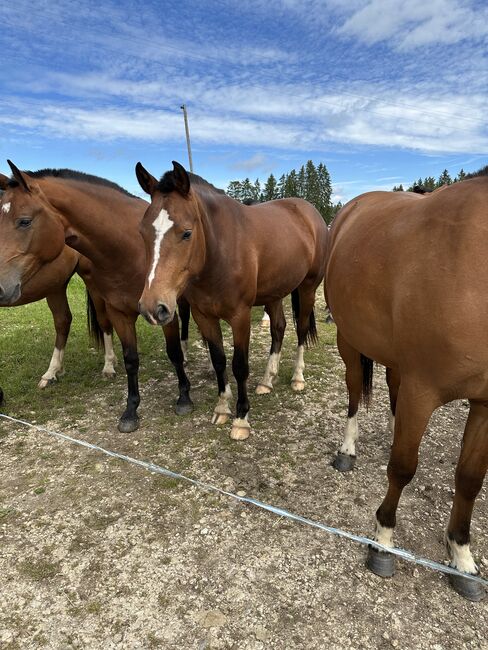 Freiberger Jungstute, Jahrgang 2022, Michèle Bögli, Horses For Sale, Worben, Image 4