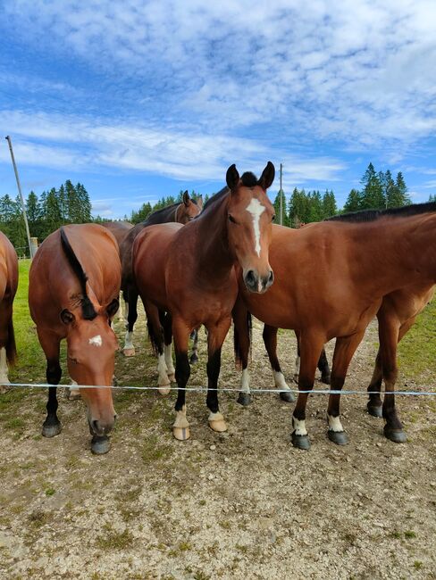 Freiberger Jungstute, Jahrgang 2022, Michèle Bögli, Horses For Sale, Worben, Image 2