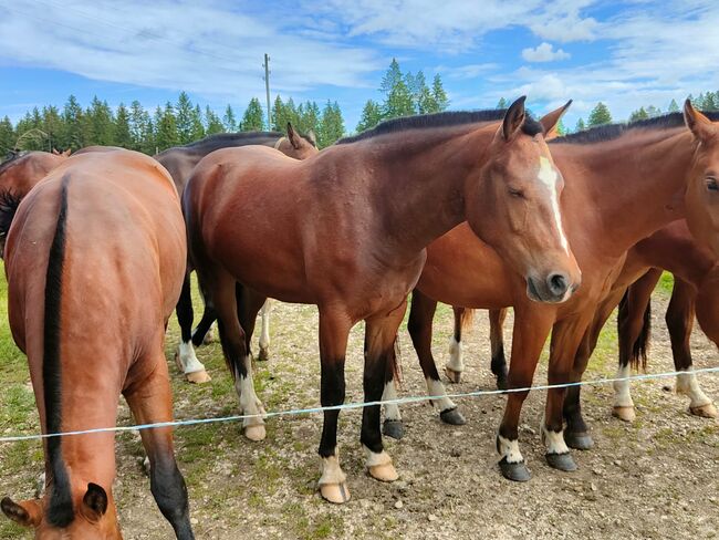 Freiberger Jungstute, Jahrgang 2022, Michèle Bögli, Horses For Sale, Worben, Image 3