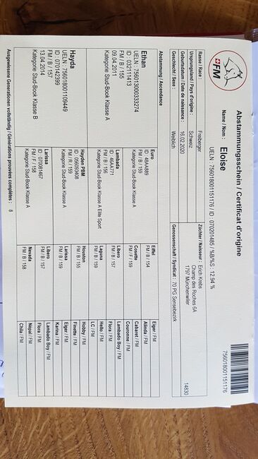 Freibergerstute, Sibylle , Pferd kaufen, Mühledorf , Abbildung 3
