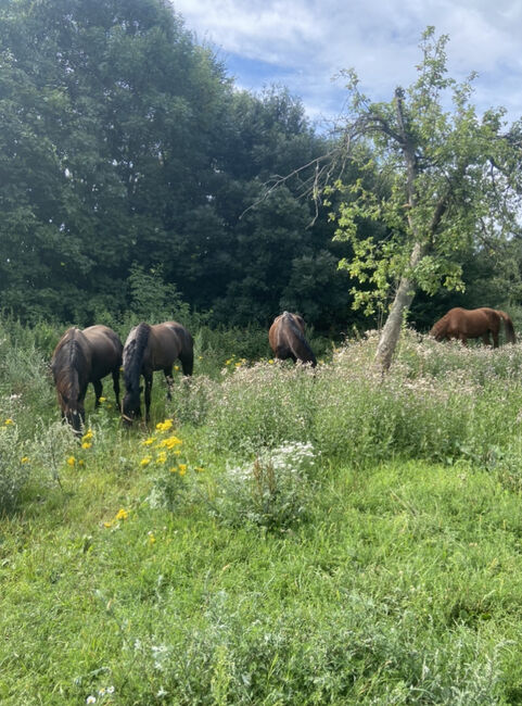 Free places for the trending stable , good price, Dyplimata dressage stable, Ewa Roszkowska, Stallplätze, Kłaczyna , Abbildung 6