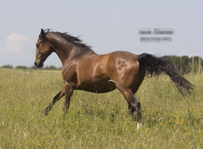 Freitzeit-/Sportpferd zu verkaufen, Lenja Troch , Horses For Sale, Großrinderfeld