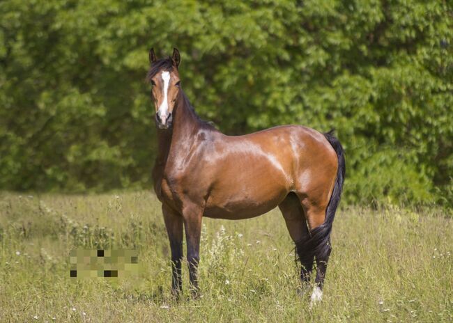 Freitzeit-/Sportpferd zu verkaufen, Lenja Troch , Horses For Sale, Großrinderfeld, Image 7