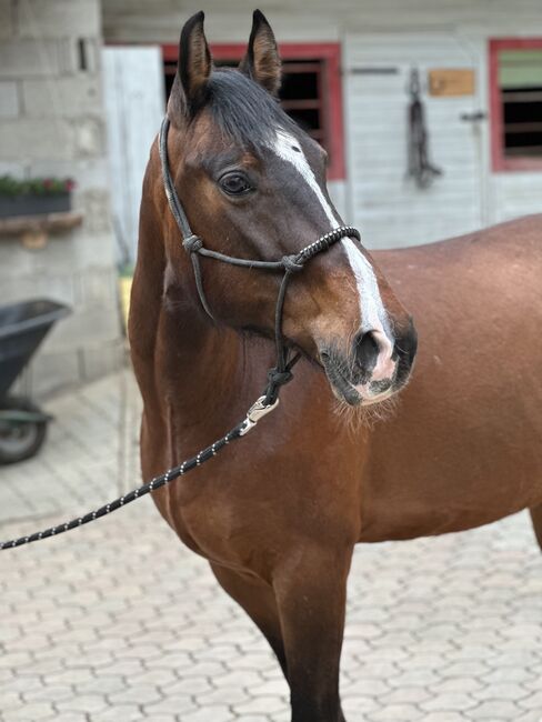 Freizeit Allrounder, Stefanie Otti, Pferd kaufen, St.Paul