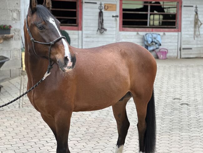 Freizeit Allrounder, Stefanie Otti, Pferd kaufen, St.Paul, Abbildung 2