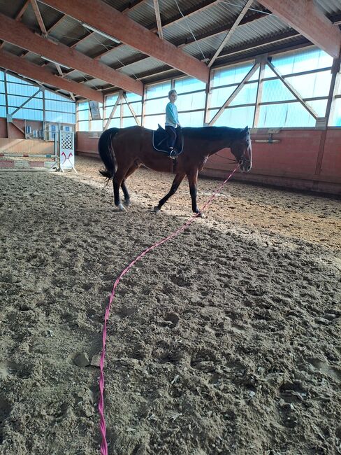 Freizeit Pferd als bedingt Reitbar als Beisteller, Bärbel Seidlitz, Pferd kaufen, Hechthausen