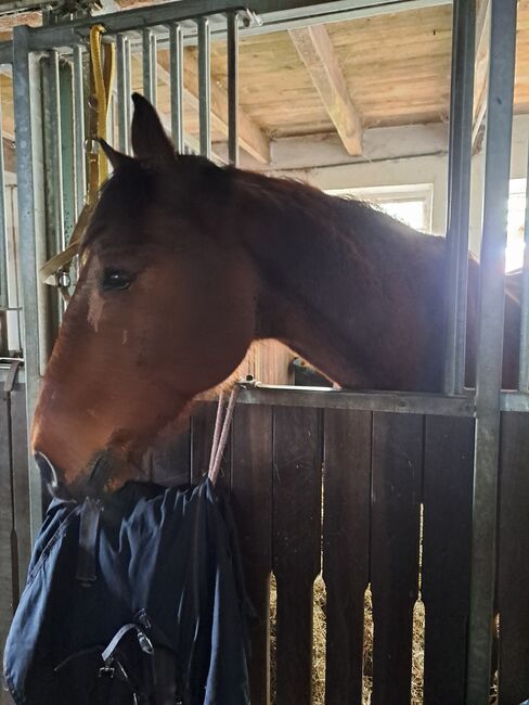 Freizeit Pferd als bedingt Reitbar als Beisteller, Bärbel Seidlitz, Pferd kaufen, Hechthausen, Abbildung 3