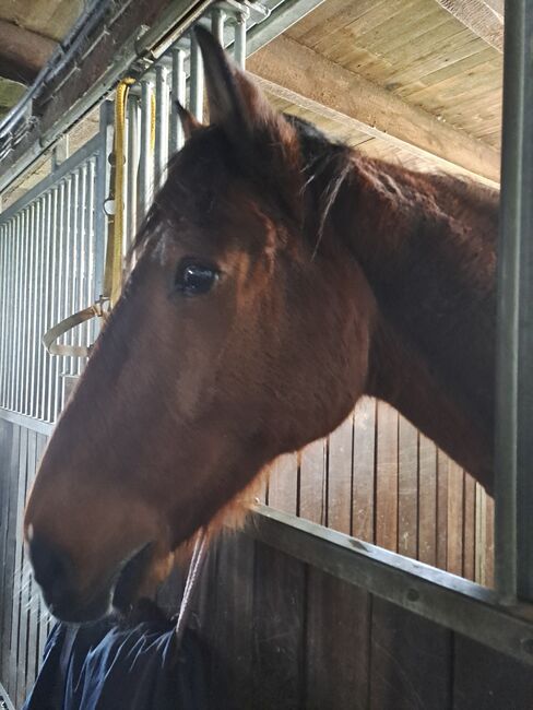 Freizeit Pferd als bedingt Reitbar als Beisteller, Bärbel Seidlitz, Pferd kaufen, Hechthausen, Abbildung 4