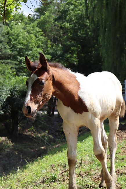 Freizeit Pferd Paint Mix, Luki, Pferd kaufen, Wiener Neustadt 