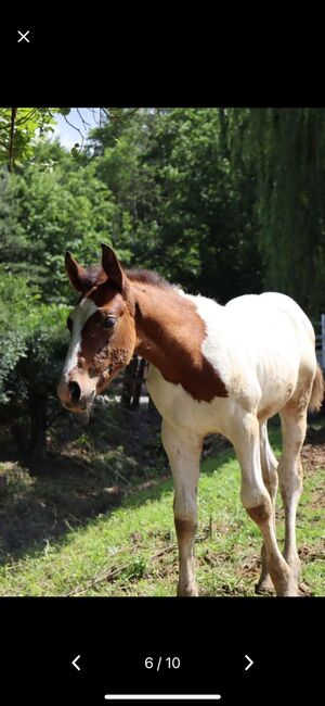 Freizeit Pferd Paint Mix, Luki, Pferd kaufen, Wiener Neustadt , Abbildung 9