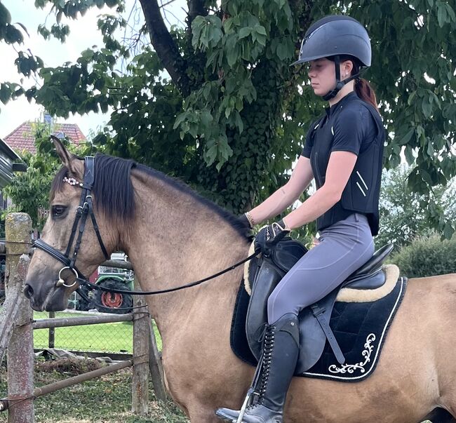 Freizeit Pferd Pony Andalusier Wallach, Koko, Pferd kaufen, Mönchengladbach