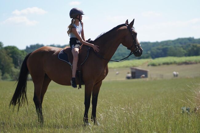 Freizeit pferd sucht erfahrene Partner, Frieda Noack , Pferd kaufen, Kleinwaltersdorf , Abbildung 8