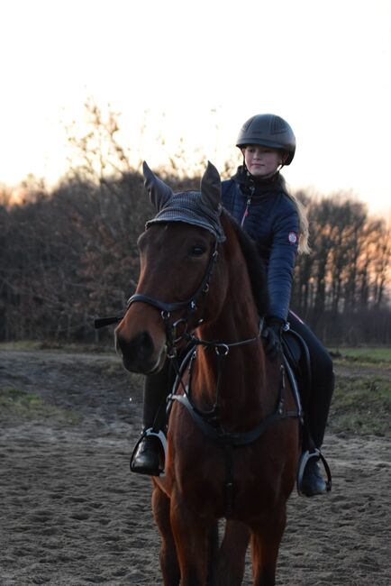 Freizeit pferd sucht erfahrene Partner, Frieda Noack , Pferd kaufen, Kleinwaltersdorf , Abbildung 4