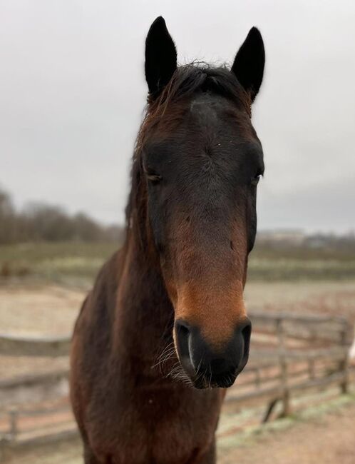 Freizeitpferd, Ire, Trabermix, Privat BA, Pferd kaufen, Bad Arolsen , Abbildung 7